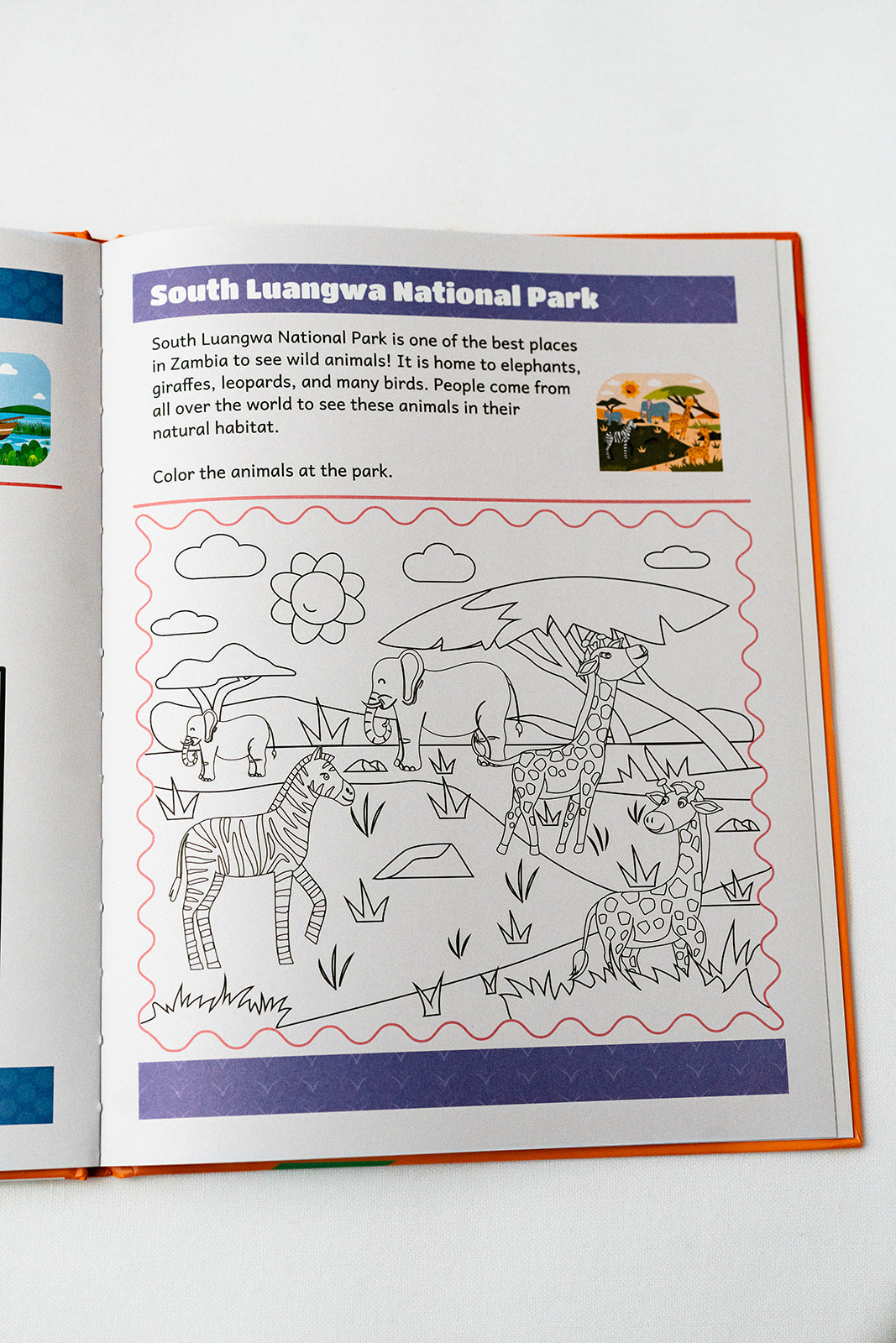 Inside Discover Zambia: coloring the animals of South Luangwa National Park